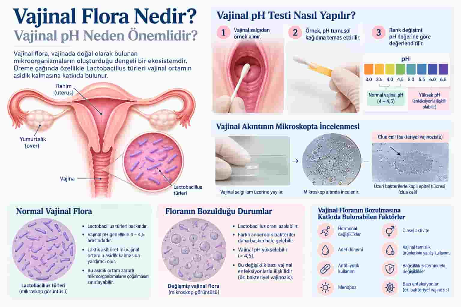 Vajinal Flora Nedir? Vajinal pH Neden Bozulur?